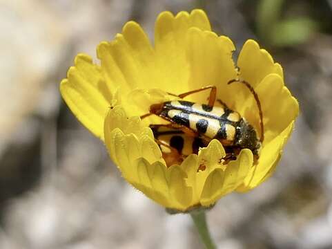 Image of Typocerus sinuatus (Newman 1841)