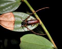 Image of Amphelictus milleri Chemsak & Linsley 1964