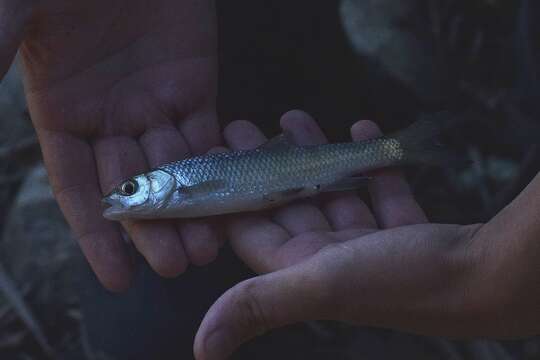 Image de Squalius pamvoticus (Stephanidis 1939)