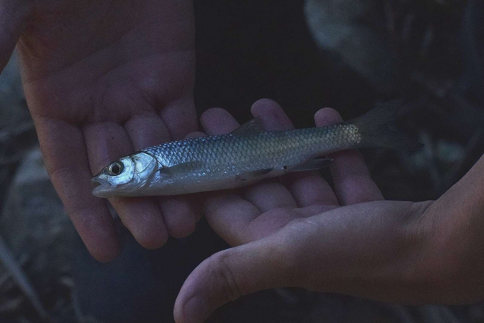 Plancia ëd Squalius pamvoticus (Stephanidis 1939)