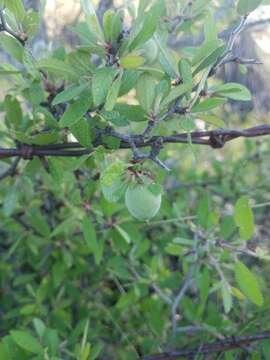 Plancia ëd Prunus texana Dietr.