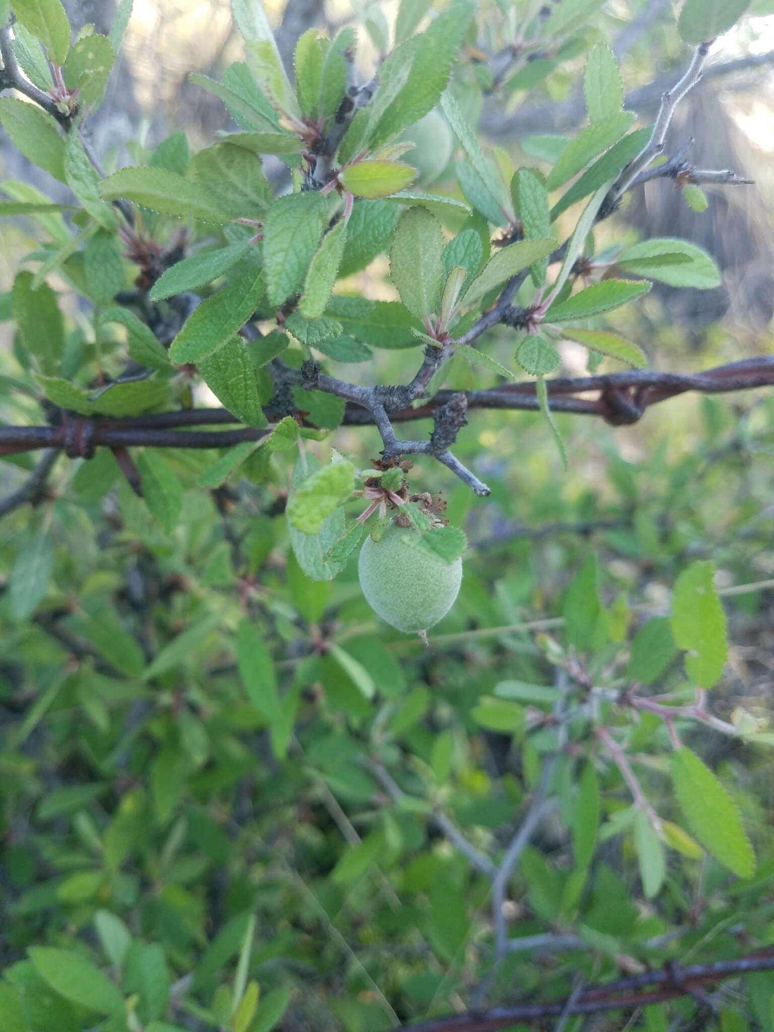 Image of peachbush