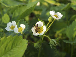 Image of Hautbois Strawberry