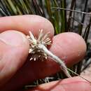 Слика од Helichrysum pumilum Hook. fil.