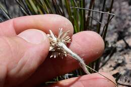 Image de Helichrysum pumilum Hook. fil.