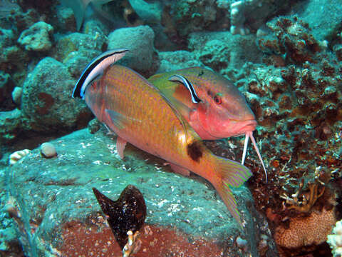 Image of Blue diesel wrasse