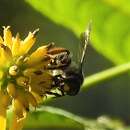 Andrena aliciae Robertson 1891 resmi