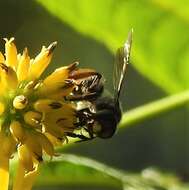 Image de Andrena aliciae Robertson 1891