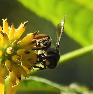 Image de Andrena aliciae Robertson 1891