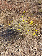 Image of desert marigold