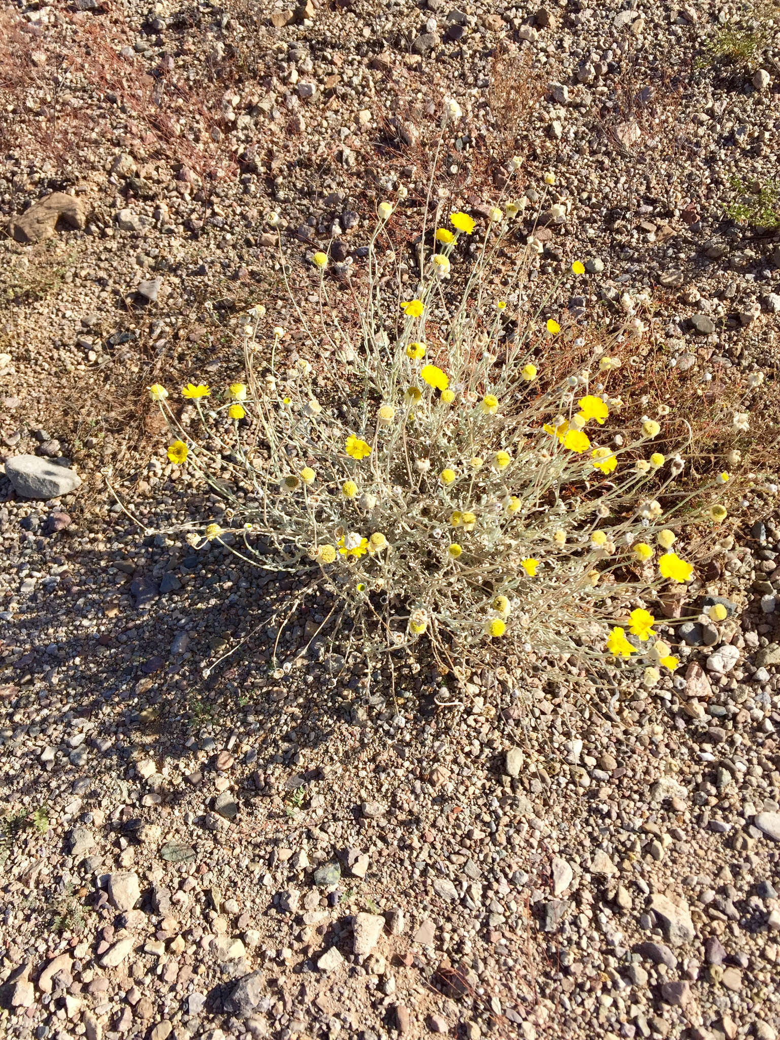 Image of desert marigold