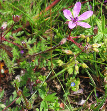 Imagem de Erodium cicutarium (L.) L'Her.