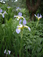 Image of German Iris