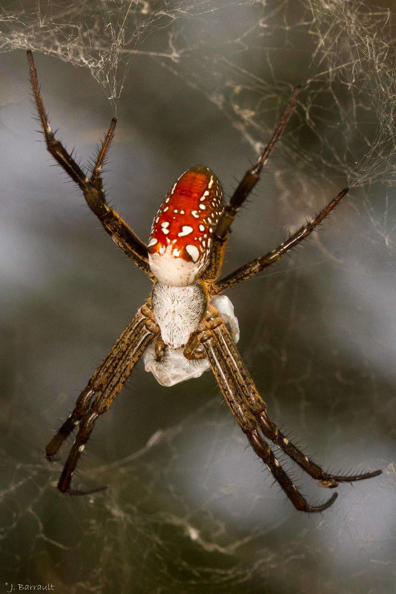 Imagem de Cyrtophora moluccensis cupidinea (Thorell 1875)