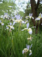 Image of German Iris