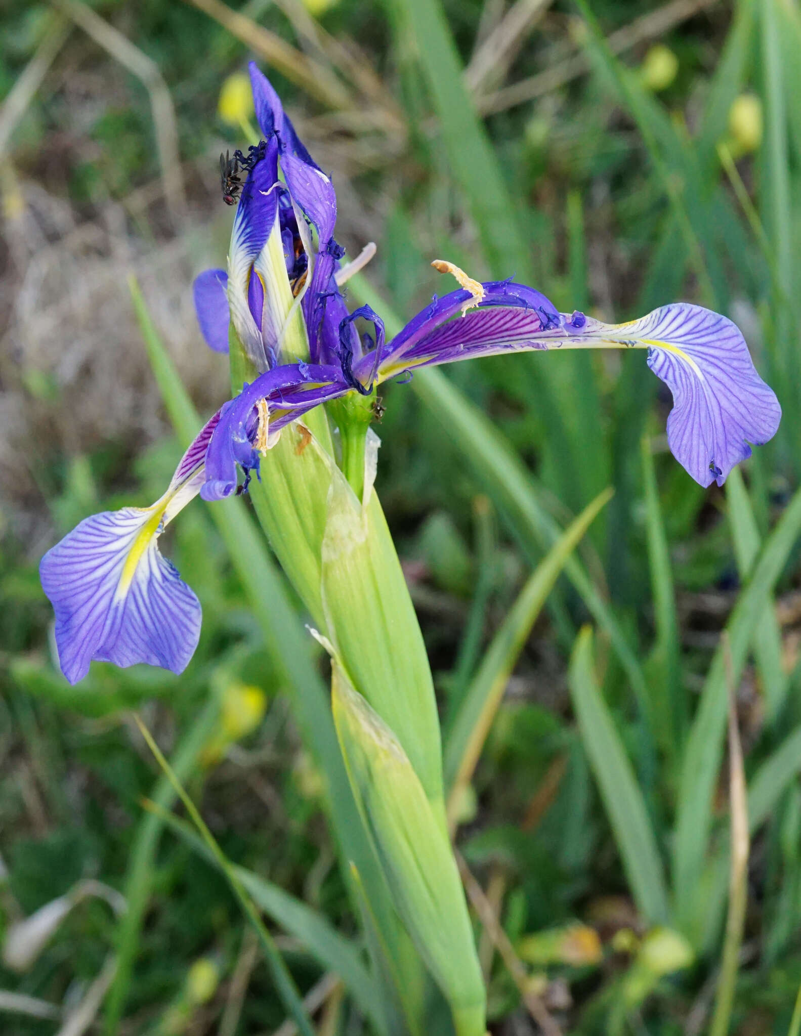 Image of Blue Iris