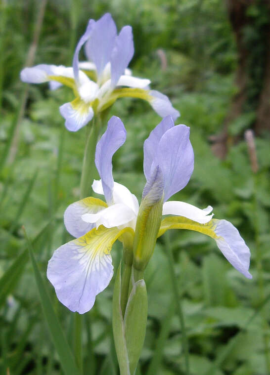 Image of German Iris