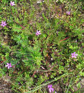 Image of Common Stork's-bill