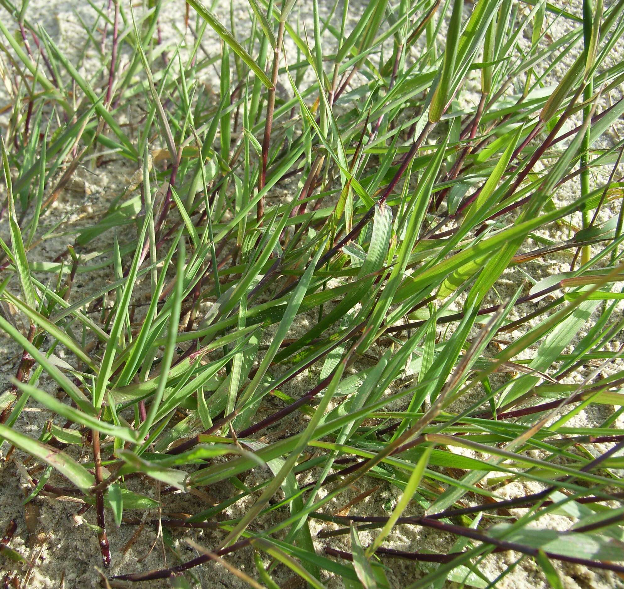 Image of creeping bentgrass