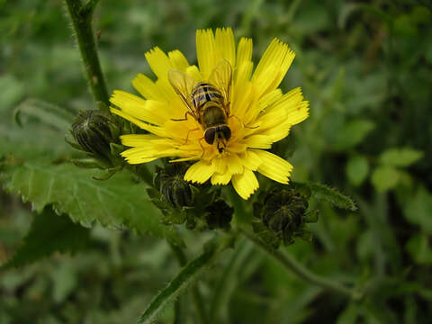 Слика од Picris hieracioides L.