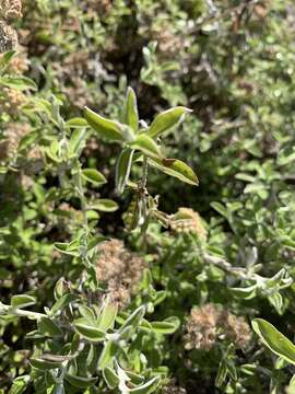 Image of Plecostachys polifolia (Thunb.) O. M. Hilliard & B. L. Burtt