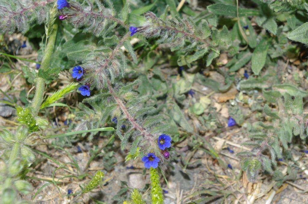 Image of Alkanna tinctoria subsp. tinctoria