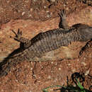 Image of Limpopo Girdled Lizard