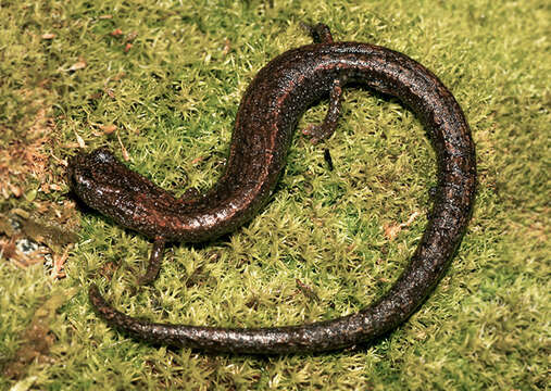 Image of Kings River Slender Salamander