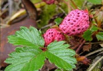 Image of Fragaria daltoniana Gay