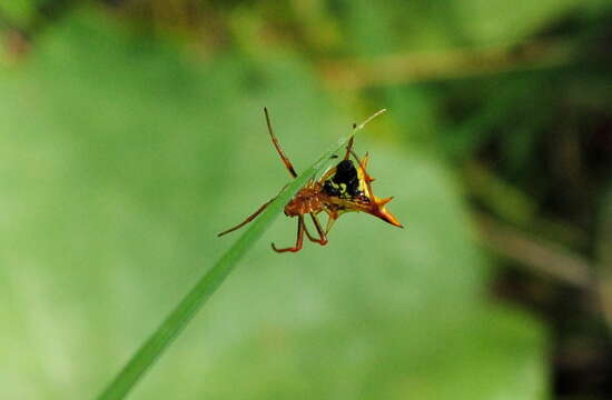 Image of Micrathena furcata (Hahn 1822)