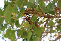 Image of Common Coral tree