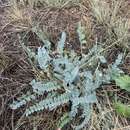 Imagem de Astragalus mollissimus var. thompsoniae (S. Wats.) Barneby