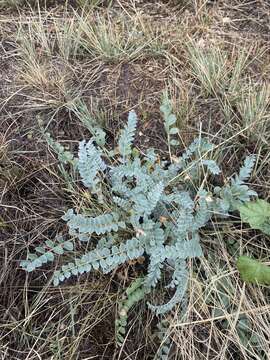 Image of woolly locoweed