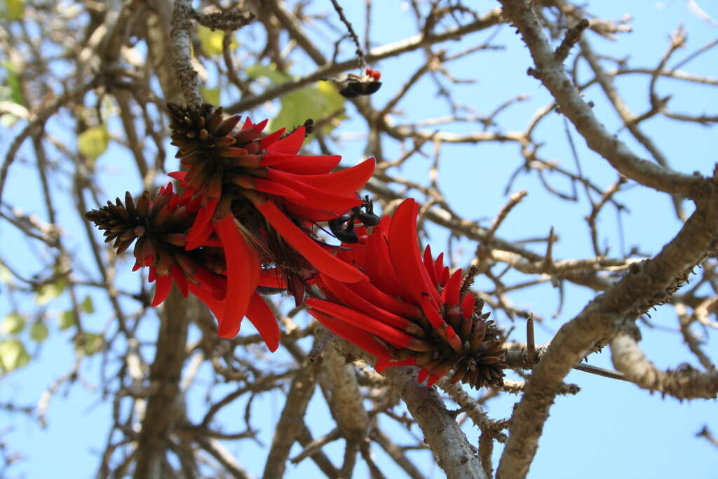 Image of Coral tree