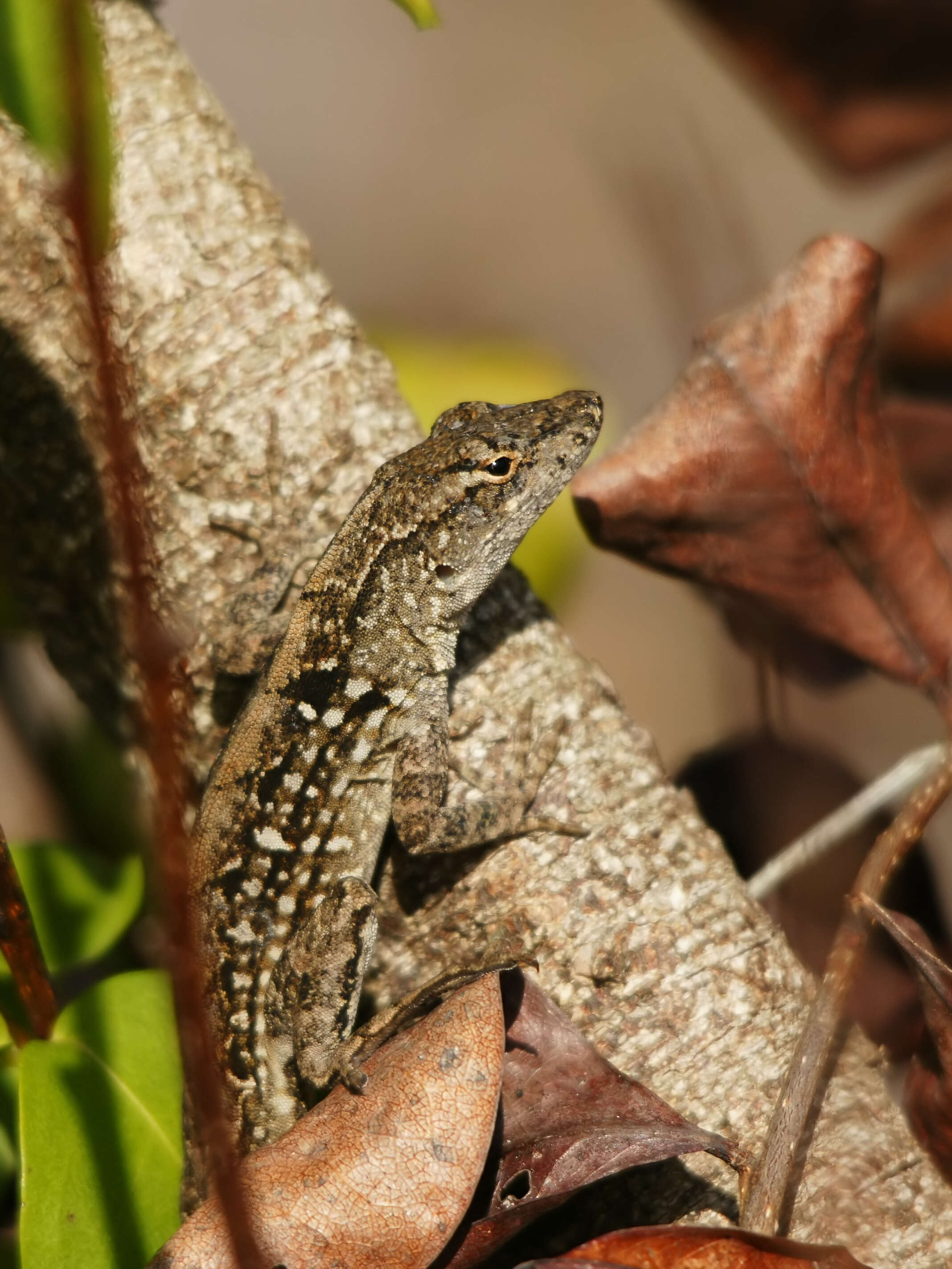 Image of Bahaman brown anole