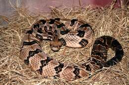 Image of Timber Rattlesnake