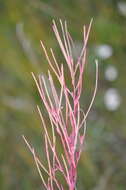 Imagem de Epilobium lamyi F. W. Schultz