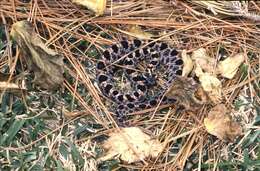 Image of Pygmy Rattlesnake