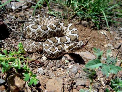 Image of Black massasauga