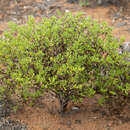 Sivun Roepera aurantiaca subsp. aurantiaca kuva