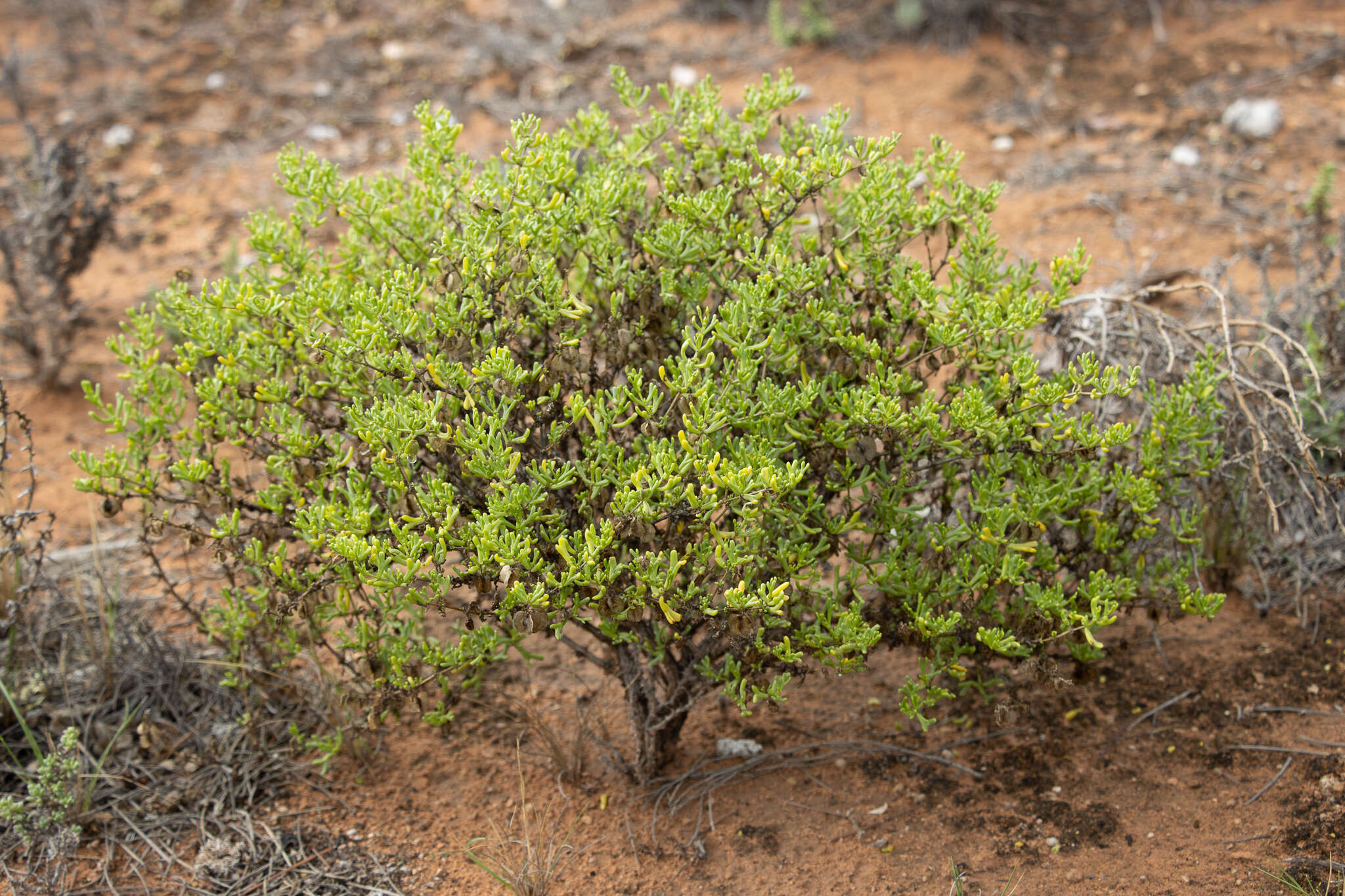 Image of Roepera aurantiaca subsp. aurantiaca