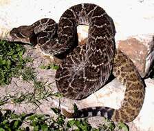 Image of Western Diamond-backed Rattlesnake