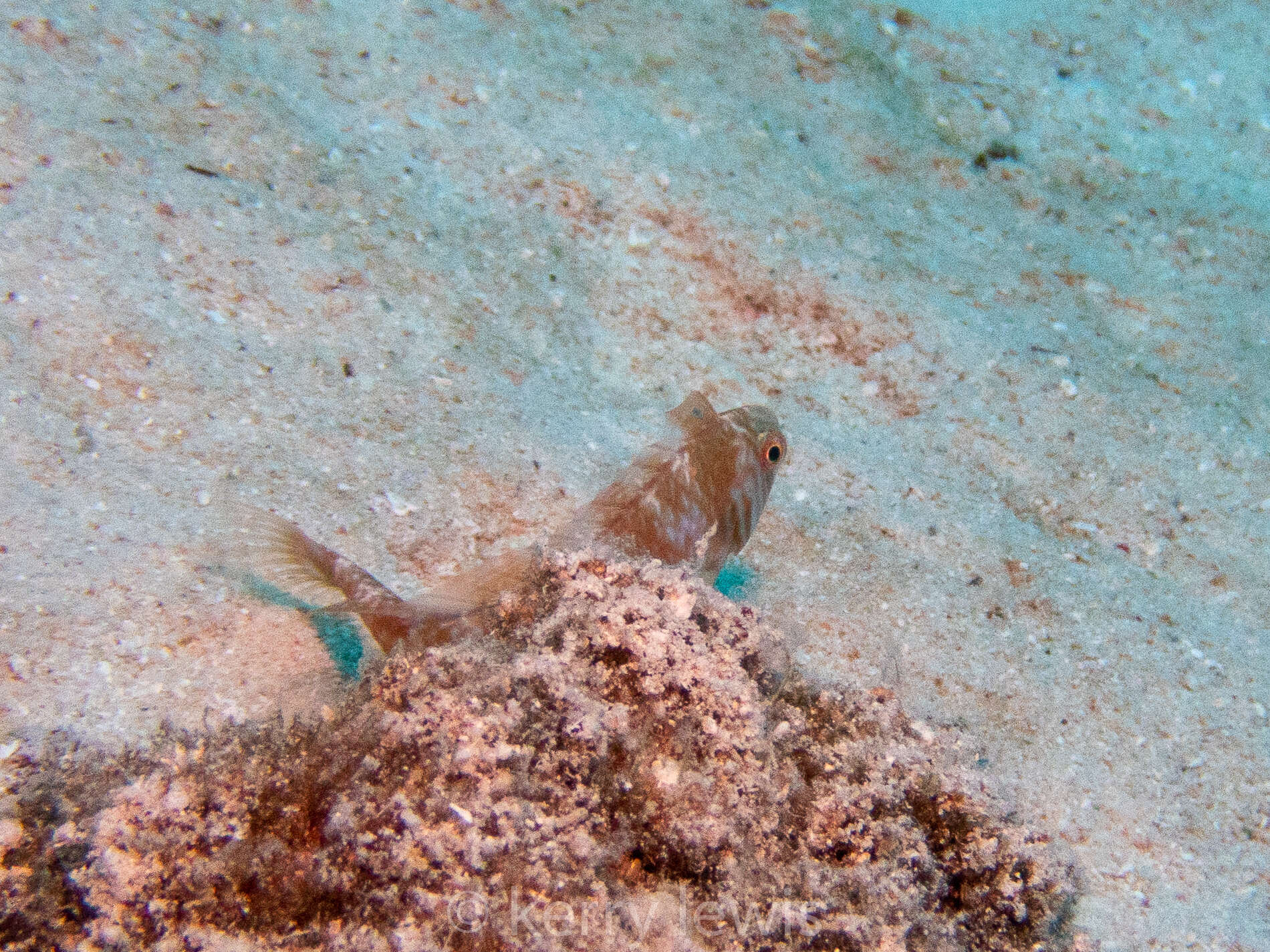 Image of Green razorfish