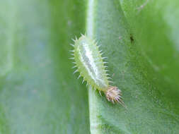 Image of Beet tortoise beetle