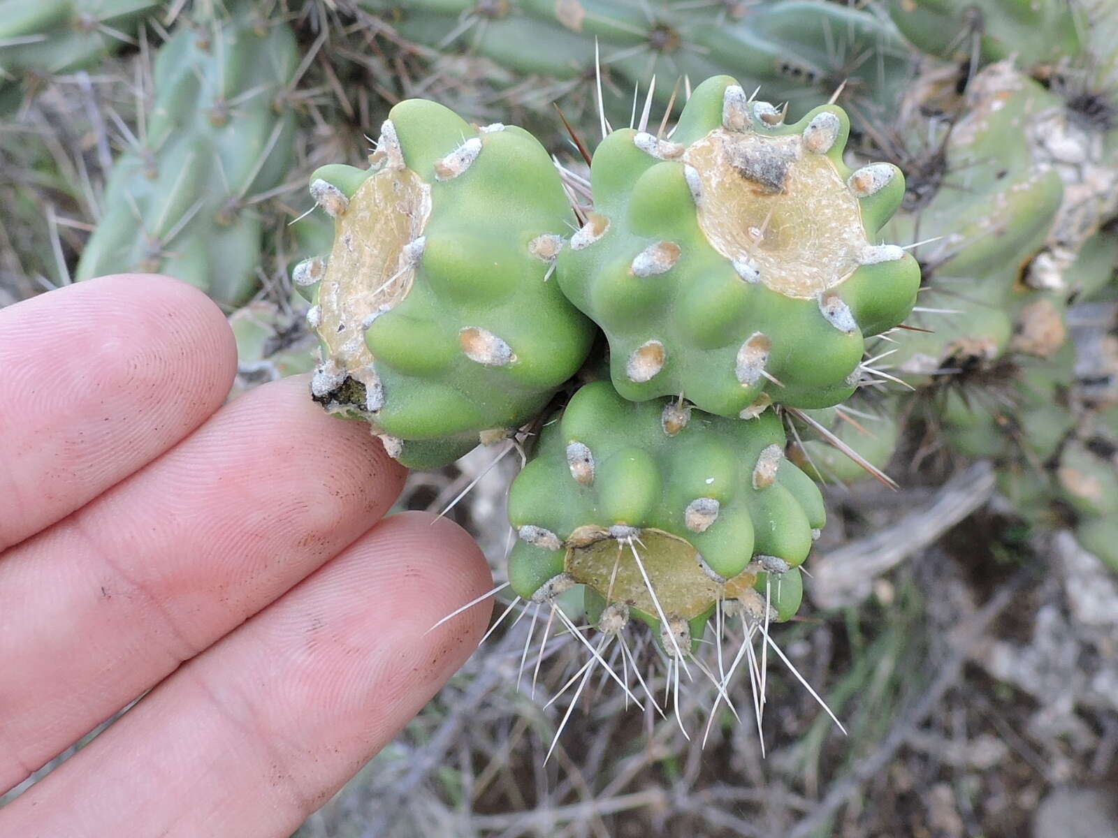 Image of tree cholla