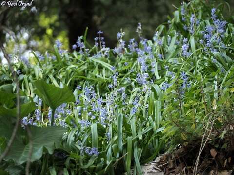 Image of Scilla cilicica Siehe