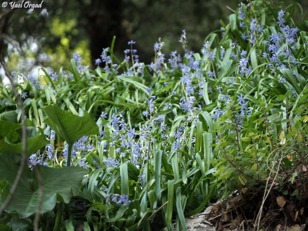 Scilla cilicica Siehe resmi