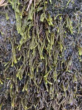 Image of obtuseleaf scleropodium moss