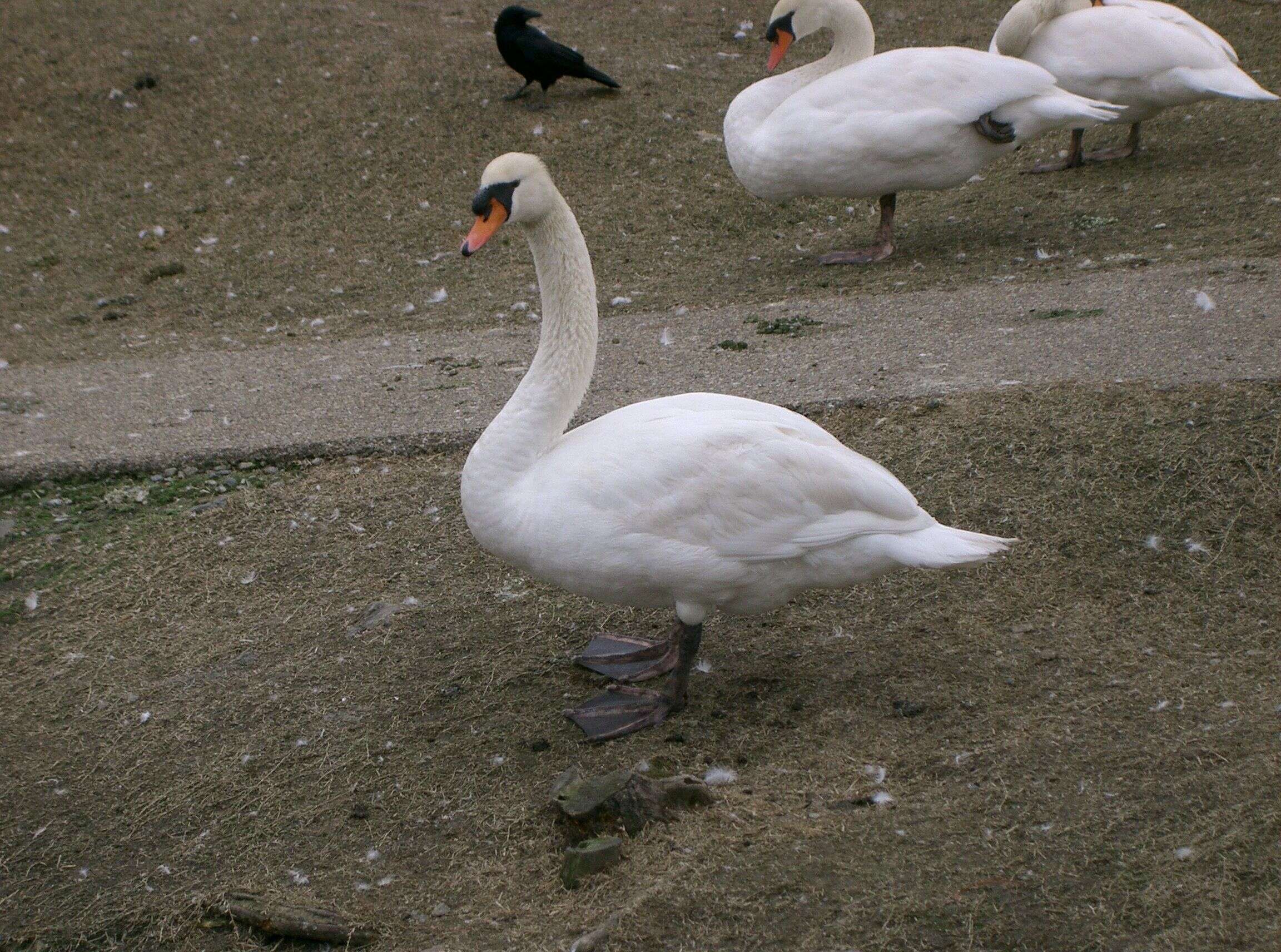 Image of Mute Swan