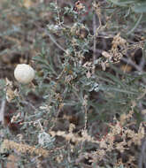 Image of Asphondylia floccosa Gagne 1986